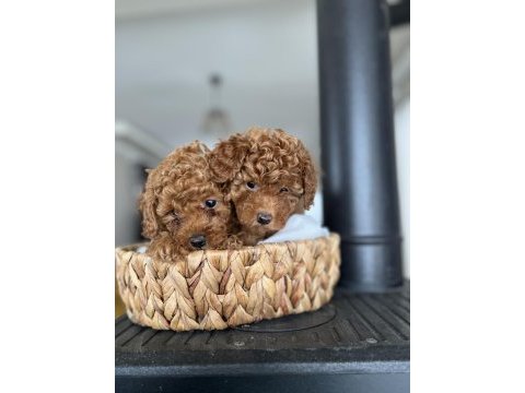 Ömür boyu ırk garantisi ve tam toy poodle