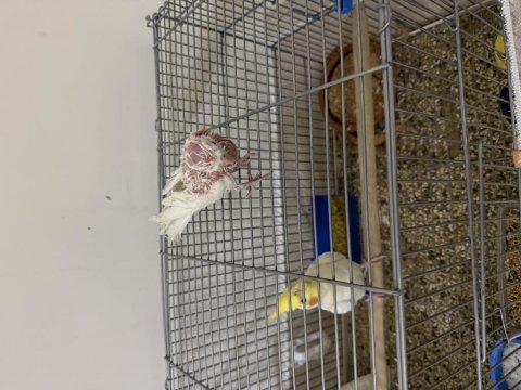 Albino yavru el besleme sultan papağanı