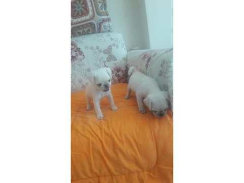 Egzotik white pink pug mops