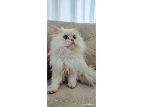Şecereli cy1133 erkek british longhair yavrum