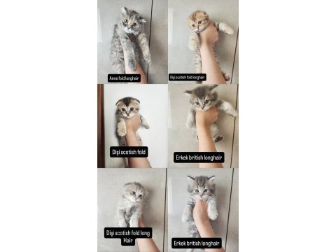 Birbirinden sevimli scottish fold yavrular