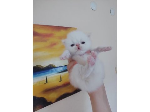Persian bebeklerimiz