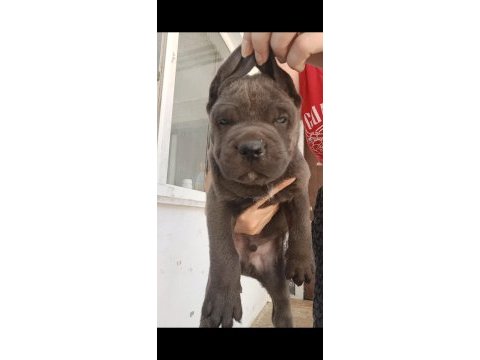Blue ve siyah cane corsolarım