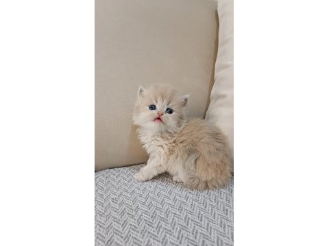 Özel renk chocolate golden british longhair