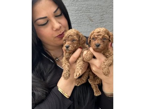 Ufacık sağlık ve ırk garantili toy poodle yavrularım