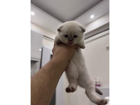 Evcil yavru british shorthair