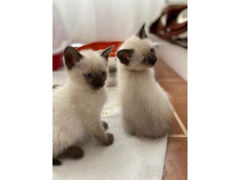 British blue point siyam kedisi kırması