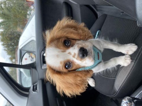 Aşıları tam çipli 5 aylık cavalier king charles