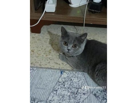 Çok temiz eğitim dişi british shorthair