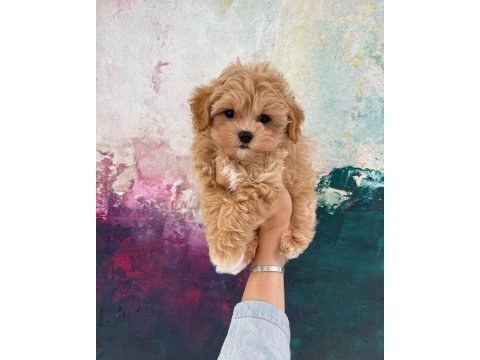 Evinize neşe katacak maltipoo yavruları