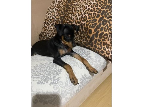 Yeni yuvalarını arıyorlar pinscher