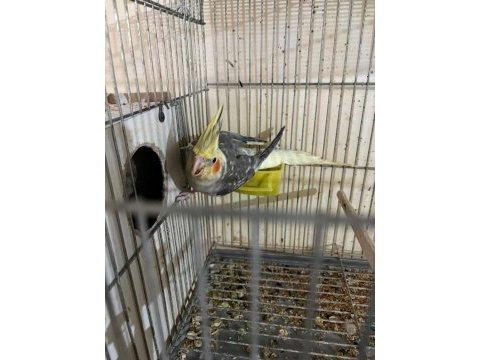 Kuluçka makinesi gibi yavrulu pied takım sultan