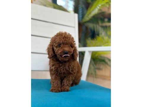 Fotoğraftan daha güzel poodle yavrular