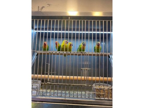 Bebek cennet papağanları şimdi stoklarımızda