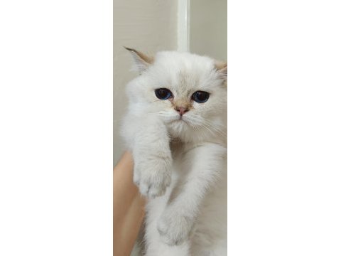 Bursa golden point british shorthair bebekler