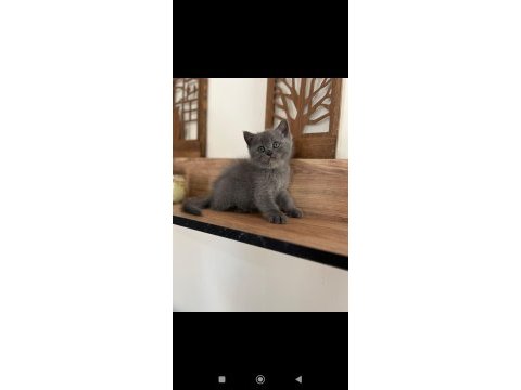 Orjinal ırkta nadir bulunan bir cins british shorthair