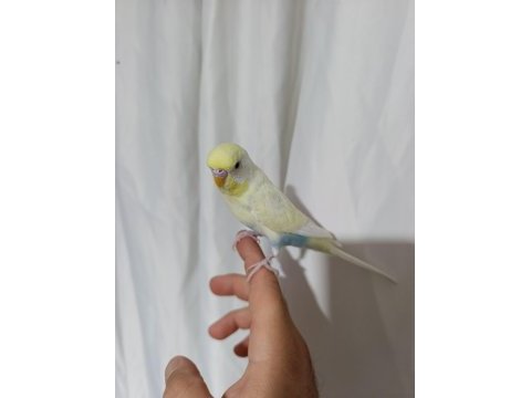 Evcil muhabbet kuşu erkek