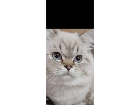 Damızlık maviş british longhair oğlum