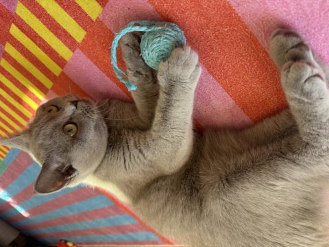 British shorthair dişi