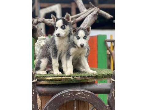 Irk garanti husky yavrularımız