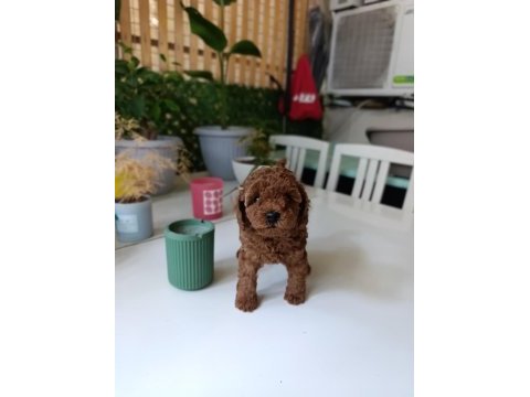 Kore ve toy poodle yavrularımız aileleri bekliyor