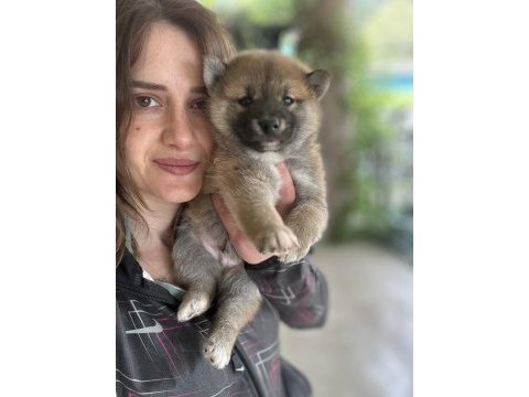 Shiba inu yavrular tr üretimi