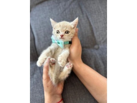 British shorthair 50 günlük yavru
