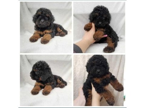 Phantom toy poodle 3 aylık erkek