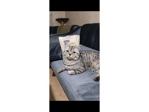 1,5 yaşında erkek silver tabby british shorthair