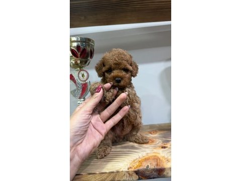 Orjinal toy poodle yavruları