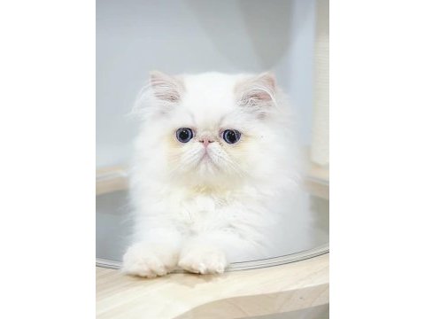 Mini maviş iran kedisi