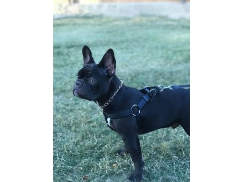 10 aylık erkek evde bakıldı harika anatomi french bulldog