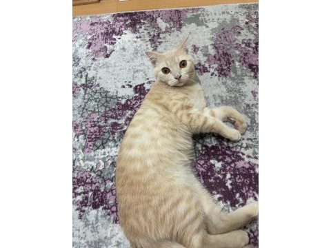 Prensimize yuva arıyoruz british shorthair