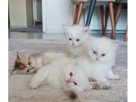 Tatlı british shorthair maviş kediler