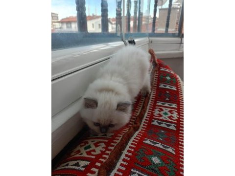 British shorthair yavrularımıza güzel bir yuva arıyoruz
