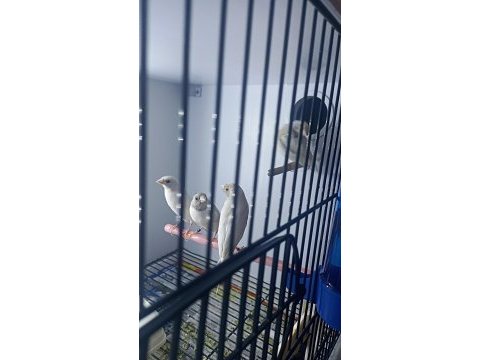 Mavi ve silver goldian finch takımlar