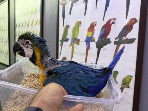 Bebek mikro çipli belgeli yasal macaw papağanı yavrumuz