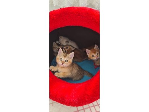 British shorthair çok oyuncu evcilmen yavrular