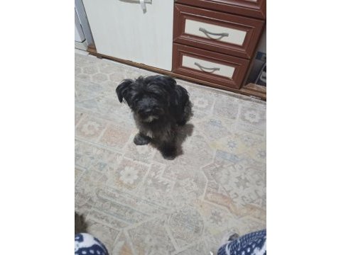 Terrier ve sokak köpeği sahiplendirilecektir arayınız