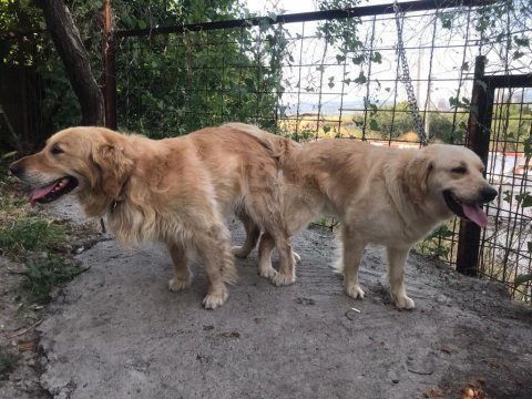 Golden retriever yavrular ırk sağlık garantili