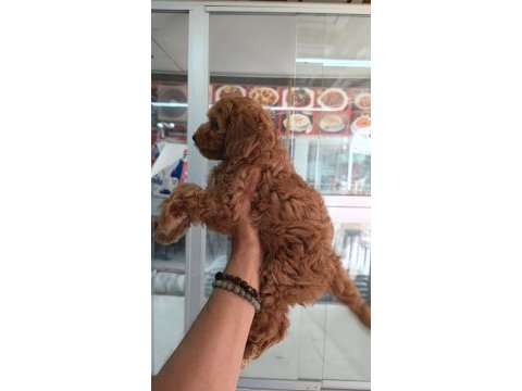 Irk ve sağlık garantili maltipoo yavrumuz