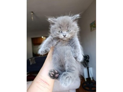 British shorthair yavrularımız