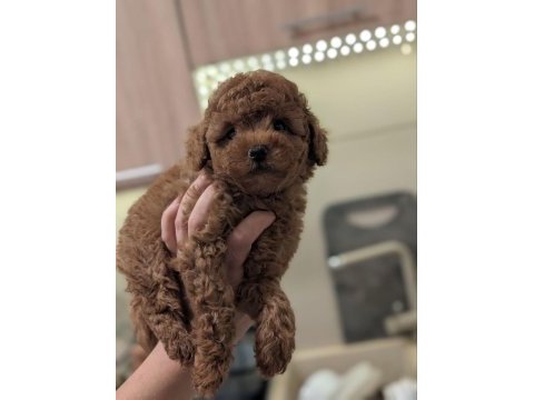 Toy poodle yavrularımız