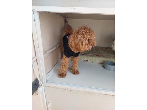 11 aylık erkek poodle