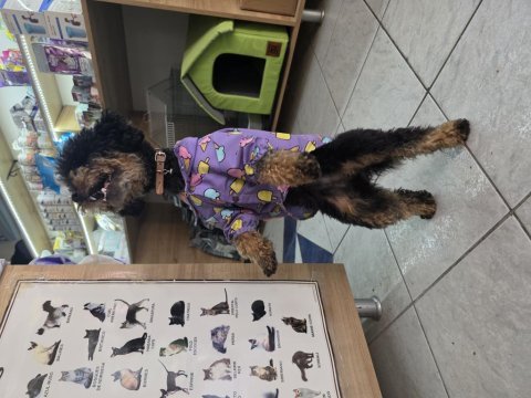 9 aylık dişi eğitimli çok özel toy poodle