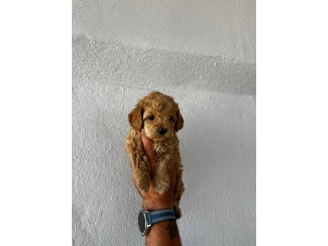 Ruhsatlı köpek çifliğinden maltipoo yavrular 