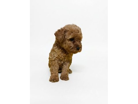 Mükemmel toy poodle yavrular