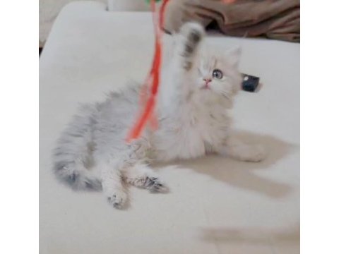 British longhair dişi yavrumuz