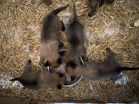 Belçika malinois safkan