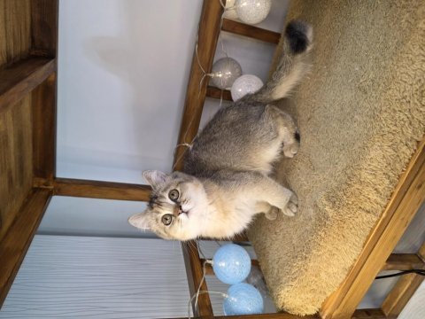 Güzel british shorthair kızım yeni ailesini arıyor